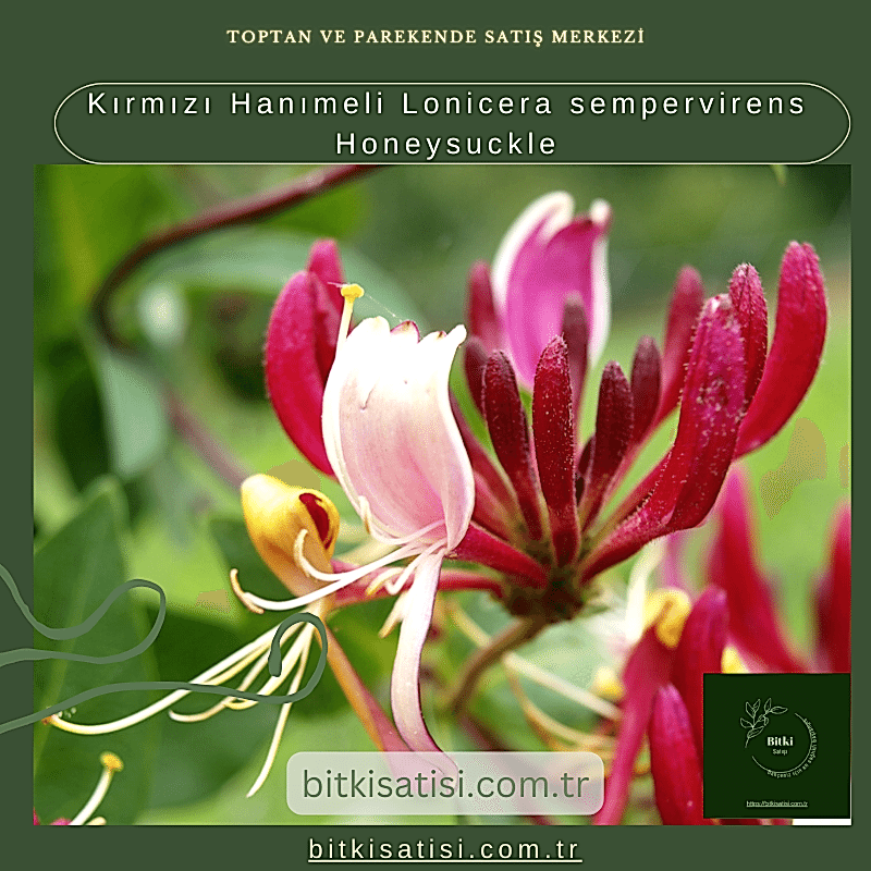 Kırmızı Hanımeli Lonicera sempervirens Honeysuckle