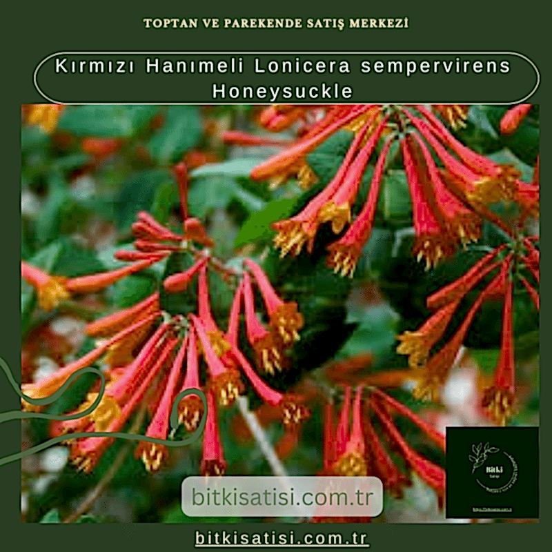 Kırmızı Hanımeli Lonicera sempervirens Honeysuckle