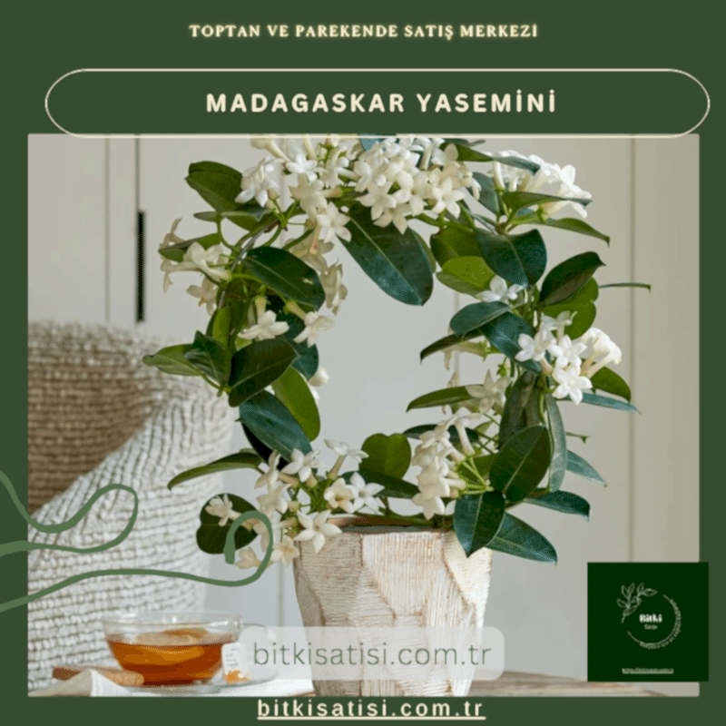 Madagaskar Yasemini Muhteşem Kokulu