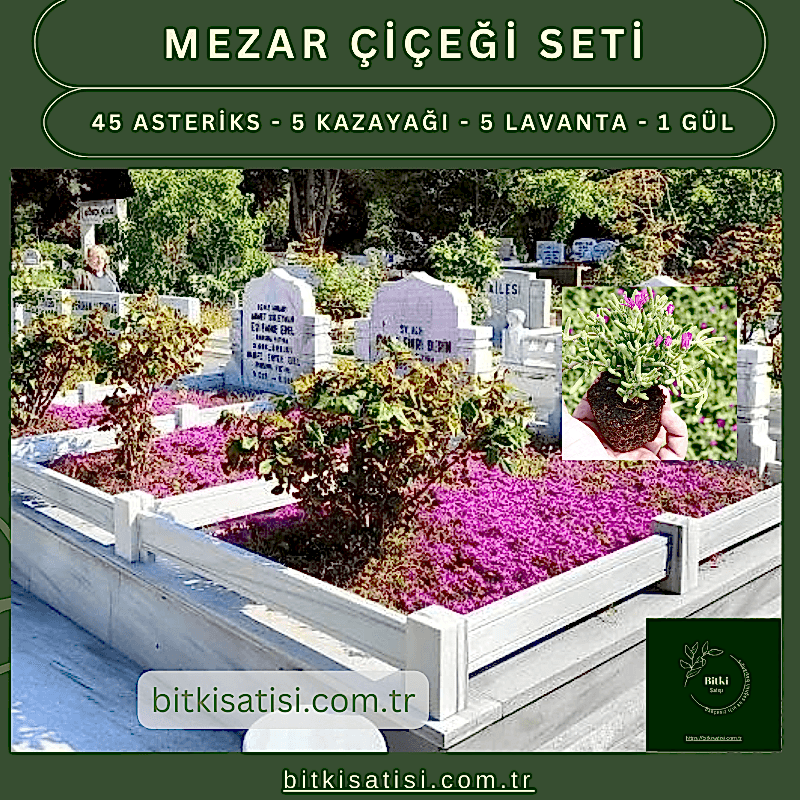 Mezar Çiçeği Seti. 45 Asteriks 5 Kazayağı1 Mezar Gülü