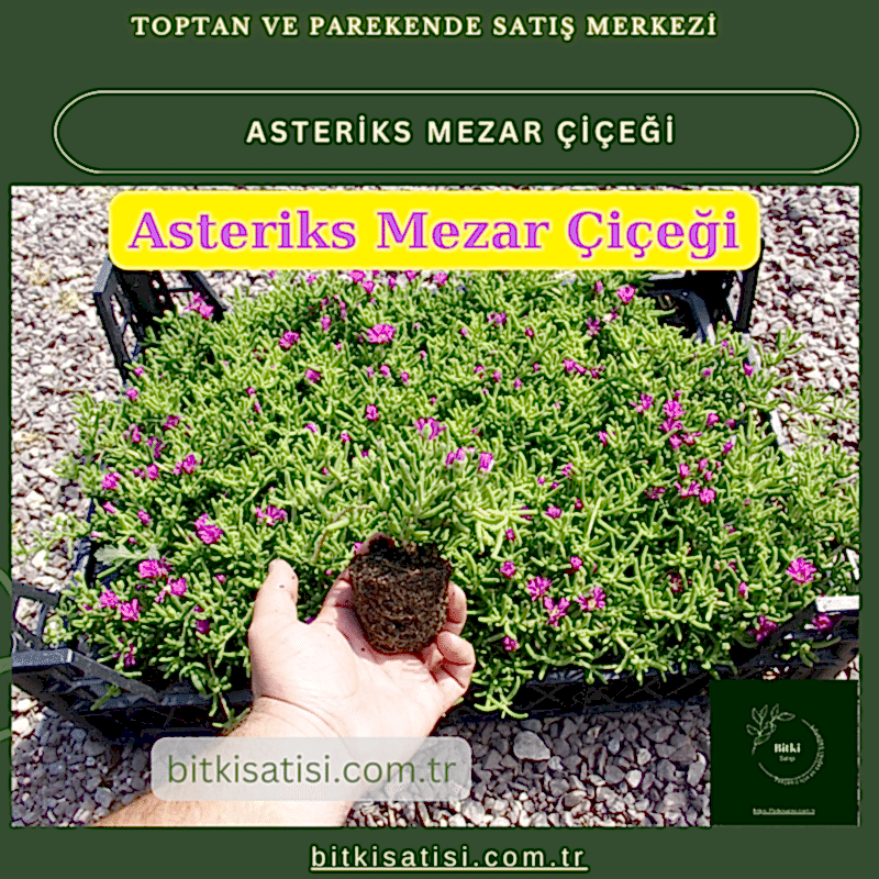 Mezar Çiçeği Seti. 45 Asteriks  5 Kazayağı1 Mezar Gülü