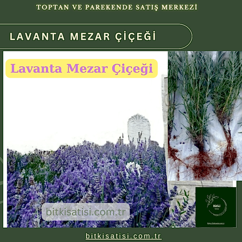 Mezar Çiçeği Seti. 45 Asteriks  5 Kazayağı1 Mezar Gülü