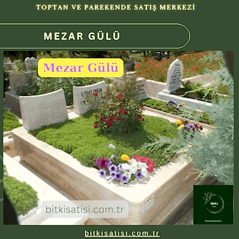 Mezar Çiçeği Seti. 45 Asteriks  5 Kazayağı1 Mezar Gülü
