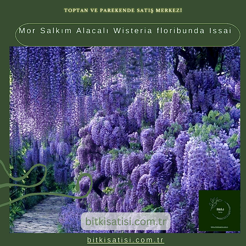 Mor Salkım Alacalı Wisteria floribunda Issai