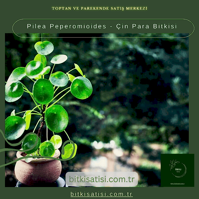 Pilea Peperomioides - Çin Para Bitkisi