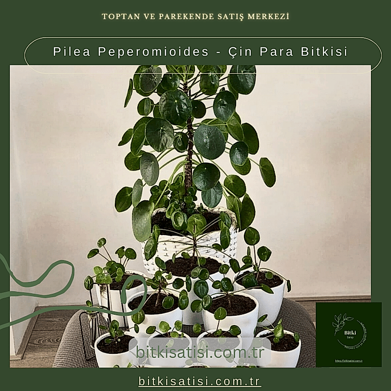 Pilea Peperomioides - Çin Para Bitkisi