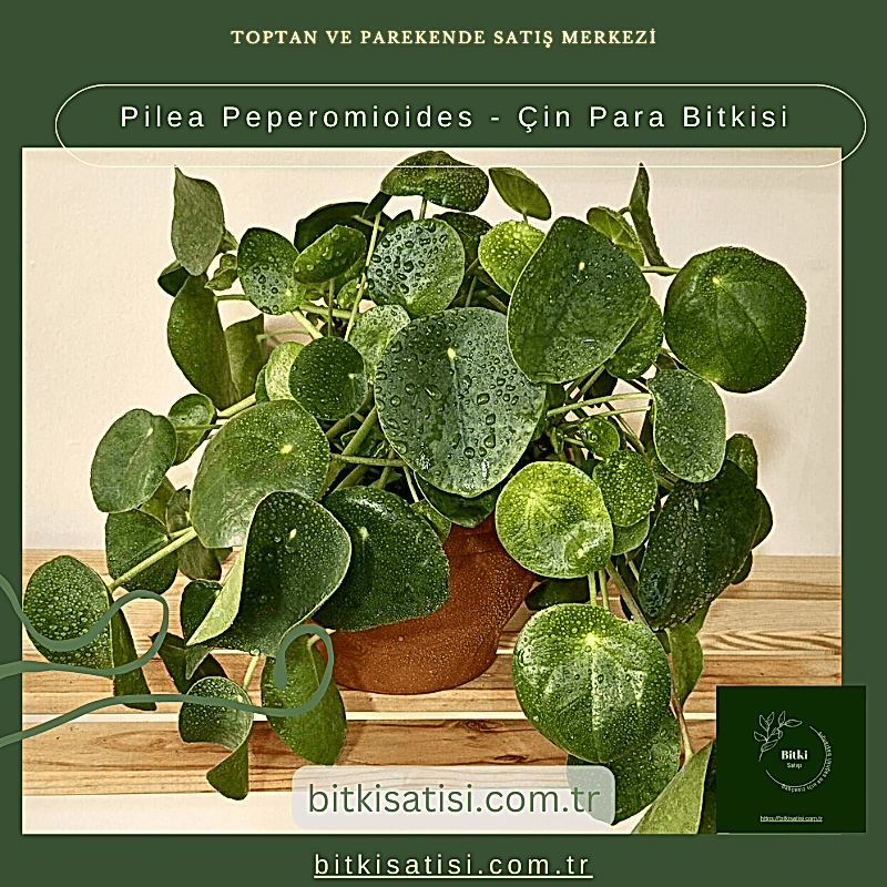 Pilea Peperomioides - Çin Para Bitkisi