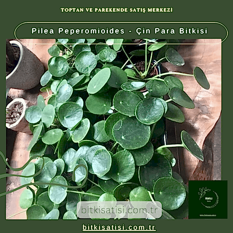 Pilea Peperomioides - Çin Para Bitkisi