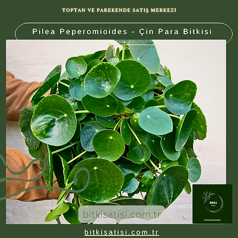 Pilea Peperomioides - Çin Para Bitkisi