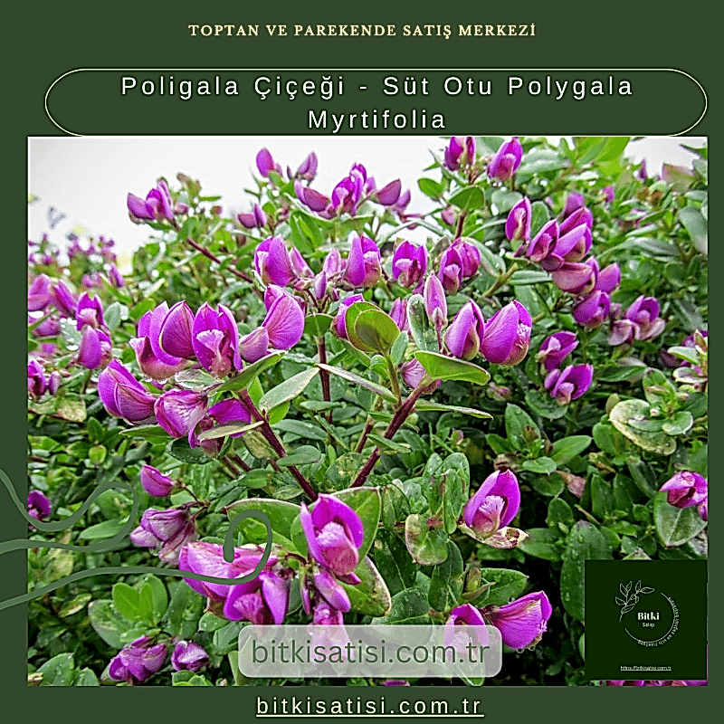 Poligala Çiçeği - Süt Otu Polygala Myrtifolia