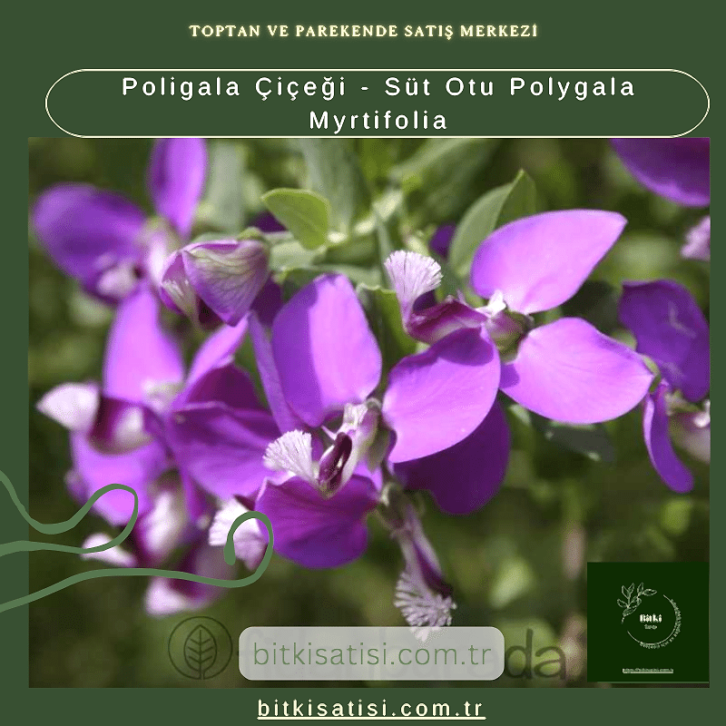 Poligala Çiçeği - Süt Otu Polygala Myrtifolia