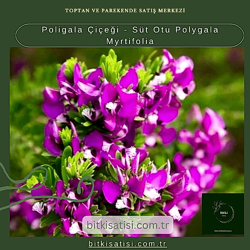 Poligala Çiçeği - Süt Otu Polygala Myrtifolia