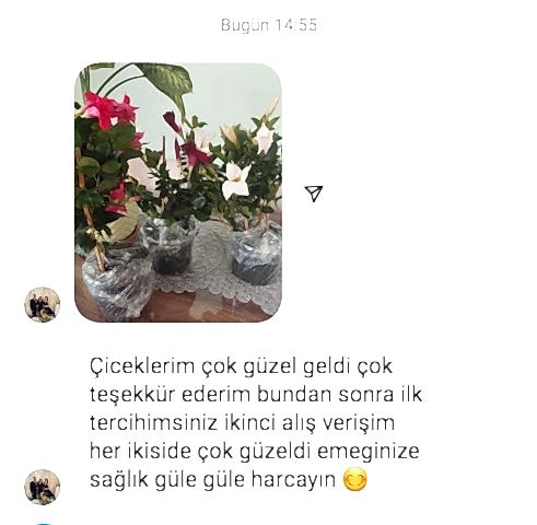 3 renkli Mandavilla Sarmaşığı