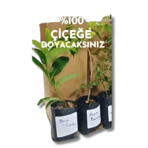6lı set. 6 saksıda 6 çiçek Beyaz kartopu Acem borusu Leylak Ortanca Mor salkım Ful yasemin