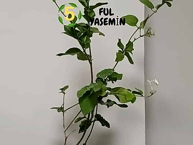 6lı set. 6 saksıda 6 çiçek Beyaz kartopu Acem borusu Leylak Ortanca Mor salkım Ful yasemin