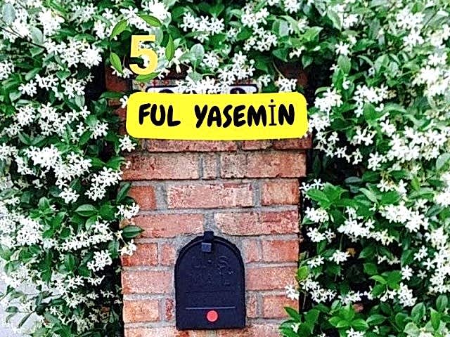 6lı set. 6 saksıda 6 çiçek Beyaz kartopu Acem borusu Leylak Ortanca Mor salkım Ful yasemin