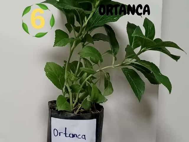 6lı set. 6 saksıda 6 çiçek Beyaz kartopu Acem borusu Leylak Ortanca Mor salkım Ful yasemin