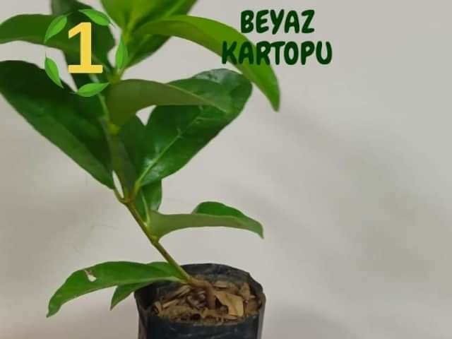 6lı set. 6 saksıda 6 çiçek Beyaz kartopu Acem borusu Leylak Ortanca Mor salkım Ful yasemin
