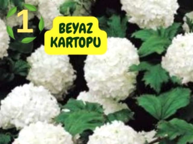 6lı set. 6 saksıda 6 çiçek Beyaz kartopu Acem borusu Leylak Ortanca Mor salkım Ful yasemin