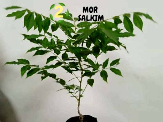 6lı set. 6 saksıda 6 çiçek Beyaz kartopu Acem borusu Leylak Ortanca Mor salkım Ful yasemin