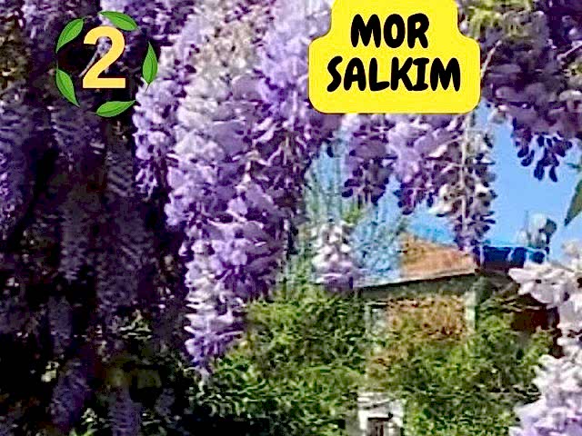 6lı set. 6 saksıda 6 çiçek Beyaz kartopu Acem borusu Leylak Ortanca Mor salkım Ful yasemin
