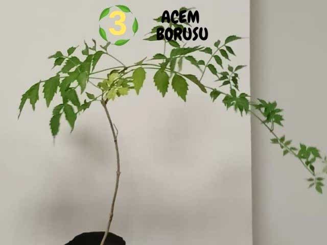 6lı set. 6 saksıda 6 çiçek Beyaz kartopu Acem borusu Leylak Ortanca Mor salkım Ful yasemin