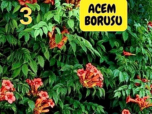6lı set. 6 saksıda 6 çiçek Beyaz kartopu Acem borusu Leylak Ortanca Mor salkım Ful yasemin