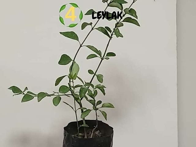 6lı set. 6 saksıda 6 çiçek Beyaz kartopu Acem borusu Leylak Ortanca Mor salkım Ful yasemin