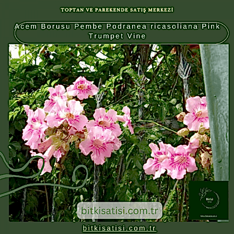 Acem Borusu Pembe Podranea ricasoliana Pink Trumpet Vine