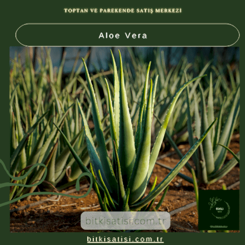 Aloe Vera Bitkisi - Doğal Cilt Bakımı ve Sağlık İçin Yetiştirin