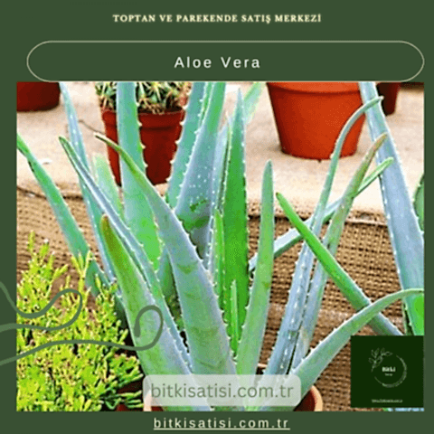 Aloe Vera Bitkisi - Doğal Cilt Bakımı ve Sağlık İçin Yetiştirin