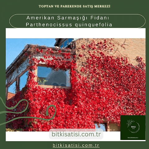 Amerikan Sarmaşığı Fidanı Parthenocissus quinquefolia