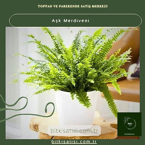 Aşk Merdiveni