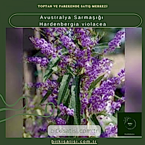Avustralya Sarmaşığı Hardenbergia violacea