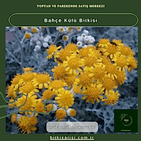 Bahçe Külü Bitkisi