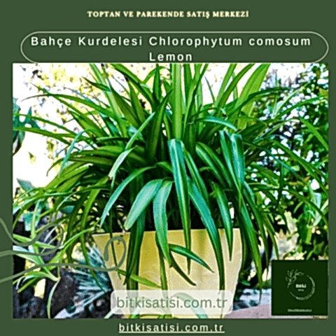 Bahçe Kurdelesi Chlorophytum comosum Lemon