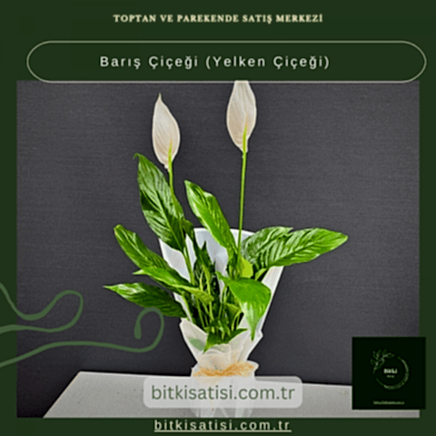 Barış Çiçeği-Yelken Çiçeği- Spatifilyum