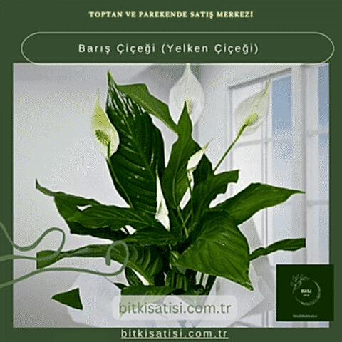 Barış Çiçeği-Yelken Çiçeği- Spatifilyum