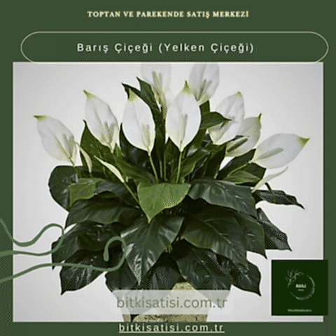 Barış Çiçeği-Yelken Çiçeği- Spatifilyum