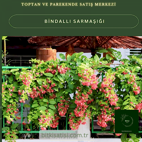 Bindallı Sarmaşığı Muhteşem Görüntü Muhteşem Kokulu