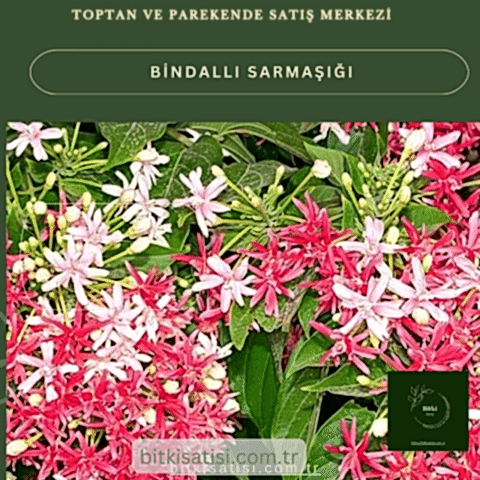 Bindallı Sarmaşığı Muhteşem Görüntü Muhteşem Kokulu