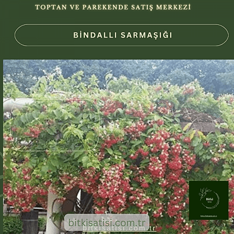 Bindallı Sarmaşığı Muhteşem Görüntü Muhteşem Kokulu
