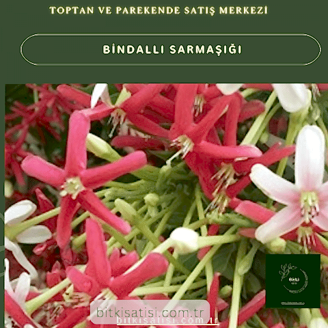 Bindallı Sarmaşığı Muhteşem Görüntü Muhteşem Kokulu