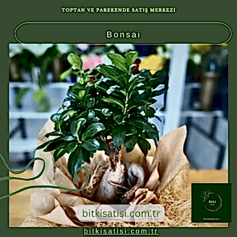 Bonsai
