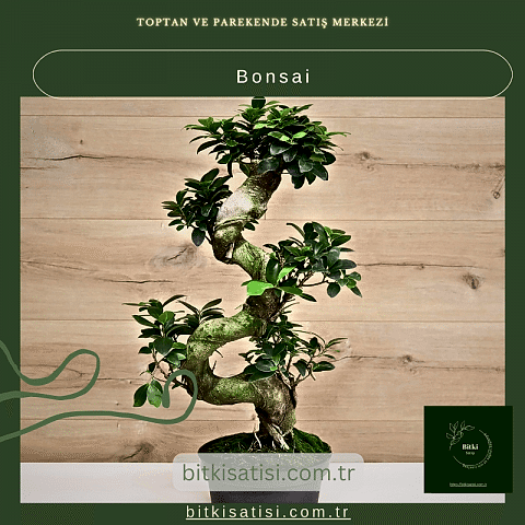 Bonsai