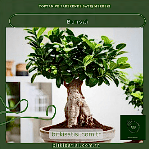 Bonsai