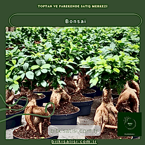 Bonsai