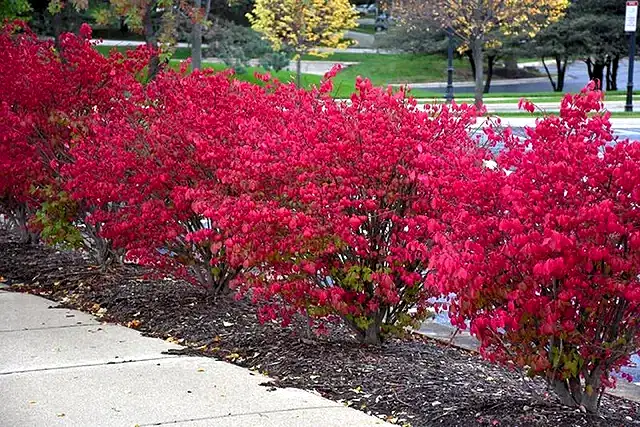 Burning Bush Bitkisi Satışı: Bahçenizi Sonbaharda Parlatın