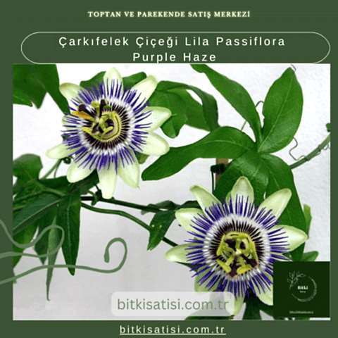Çarkıfelek Çiçeği Lila Passiflora Purple Haze
