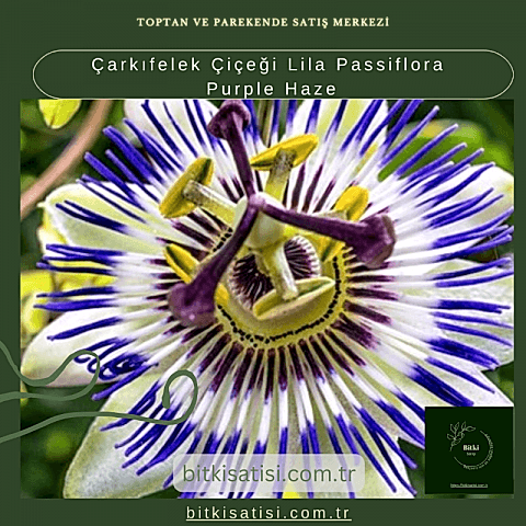 Çarkıfelek Çiçeği Lila Passiflora Purple Haze